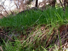 Grosser arsch, Besamung, Schwanz, Schwarz, Hd, Im freien, Jungendliche (18+), Flotter dreier