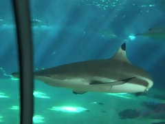 Bikini, Masturbation, Huilée, Piercing, Maigrichonne, Chaussettes, Nénés, Vibromasseur