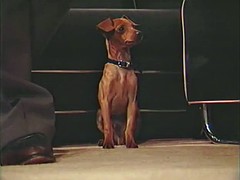 ヴィンテージ