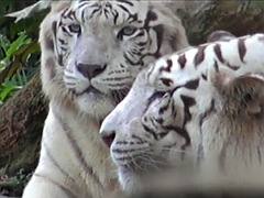 Amateur, Blonde, Hard, Pov