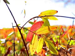 Любители, Анальный секс, Азиатки, Белье