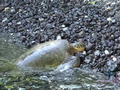 素人, ビーチ, ブロンド, ヌード, アウトドア, 小柄, ハメ撮り, オッパイの