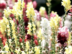 Gros seins, Sucer une bite, Cocu, Hd, Mère que j'aimerais baiser, Monstre, Réalité, Criant