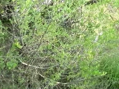 German ass to mouth outdoor in forest POV