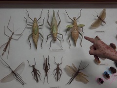 Amateur, Mamada, Pajear, Latina, Al aire libre, Público, Afeitado, Flaco