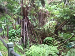 素人, 黒人, ハメ撮り, オマンコ, 剃毛, おもらし, のぞき, 濡れ