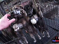 18 años, Verga grande, Mamada, Pareja, Novia, Hd, Adolescente, Tailandés