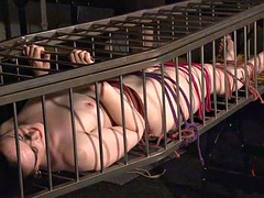 Slave Caroline Pierces cage bondage and lesbian bdsm