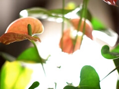 Asiatique, Cul, Sucer une bite, Queue, Hard, Chatte, Suçant, Nénés