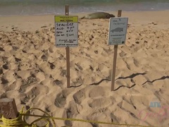 素人, 茶髪の, 指いじり, オーガズム, 剃毛, ストリッピング, タトゥー, オッパイの