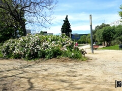 お尻, フェラチオ, 茶髪の, ヨーロピアン, 自然山雀, アウトドア, 公共, 靴下