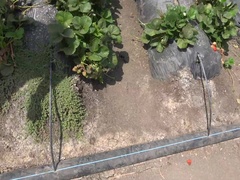 素人, 茶髪の, 爸, 露出狂, 軟体, アウトドア, ガリガリ, オッパイの