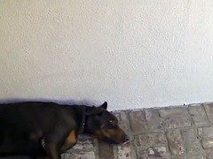 Roughsex loving ebony babe nailed hard